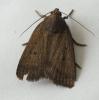 Amphipyra tragopoginis